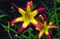 Hemerocallis „Applique”