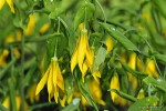 Uvularia grandiflora  - jagodowiec wielkokwiatowy