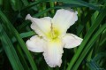 Hemerocallis ''Spring Rapture''