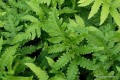 Matteucia orientalis