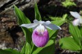 Cypripedium reginae