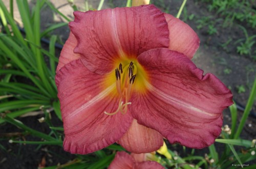 Hemerocallis „Ignacy Paderewski”