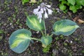 Hosta „Simply Sharon”