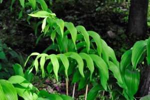 Polygonatum biflorum „Giganteum” - kokoryczka olbrzymia