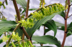 Smilacina henryi - majówka