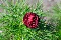 Paeonia tenuifolia „Rubra Plena”
