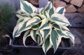 Hosta „Blue Ivory”