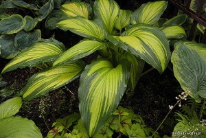 Hosta „First Love” - funkia