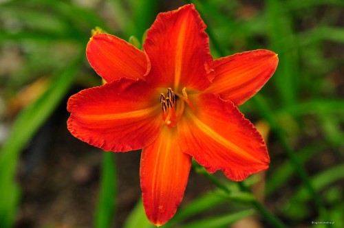Hemerocallis „Telimena”