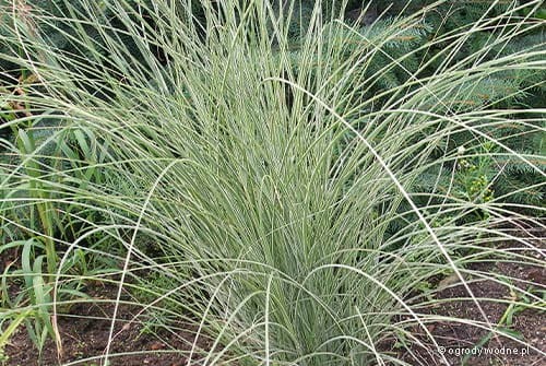 Miscanthus sinensis „Morning Light”