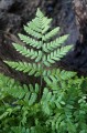 Dryopteris carthusiana