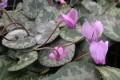 Cyklamen purpurowy