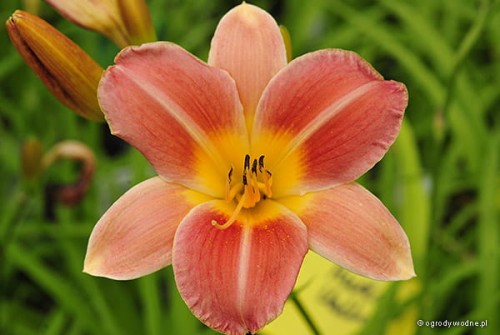 Hemerocallis „Sara”