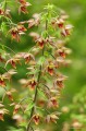 Epipactis thunbergii
