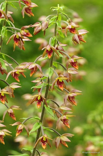 Epipactis thunbergii