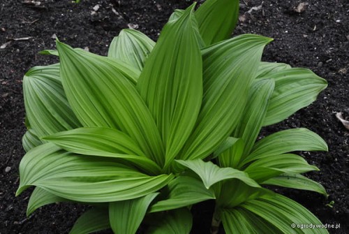 Veratrum nigrum