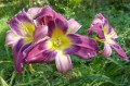 Hemerocallis "Magic Dancer" fot. KG