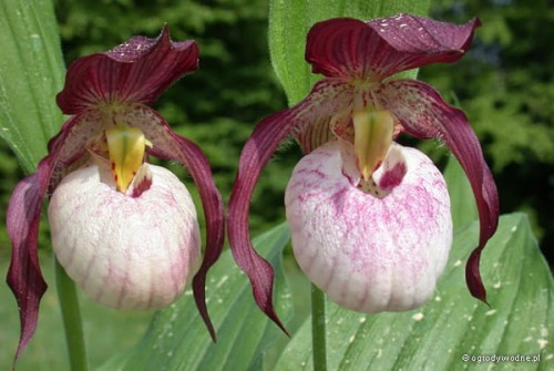 Cypripedium „Gisela”