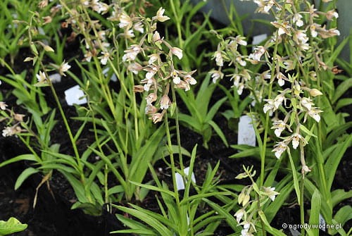 Epipactis palustris 