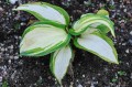 Hosta „Hans”