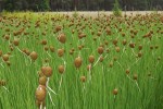 Typha minima - pałka drobna
