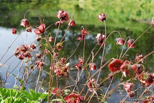 Geum rivale - kuklik zwisły