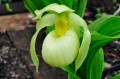 Cypripedium „Sabine Pastel”