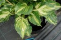 Hosta "Lakeside Paisley Print"