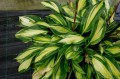 Hosta „Rainbows End”