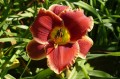 Hemerocallis "Geneva Firetruck"