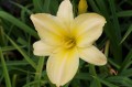 Hemerocallis „Jadwiga Teresa''