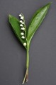 Convallaria majalis „Ośno”