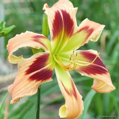 Hemerocallis „Wild and Wonderful”