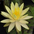 Nymphaea „Yellow Queen”