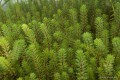 Myriophyllum hippuroides