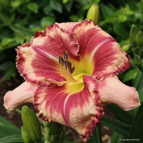 Hemerocallis „Outstanding”