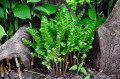Phyllitis scolopendrium "Crispa" - wiosna