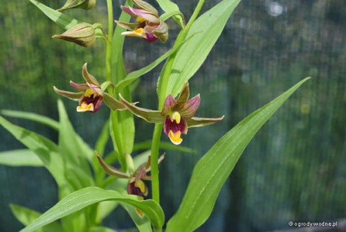 Epipactis „Sabine”