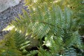 Dryopteris erythrosora 