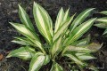 Hosta „Cherry Berry”