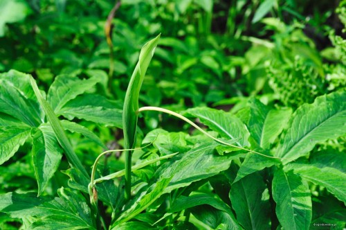 Pinellia ternata