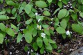 Jeffersonia diphylla w ogrodzie  w kwietniu