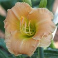 Hemerocallis „Maggie Frynboe” fot. JH