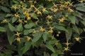 Epimedium „Amber Queen”