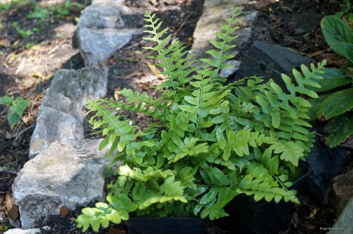 Polystichum acrostichoides