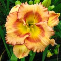 Hemerocallis „Fruity Kiss”