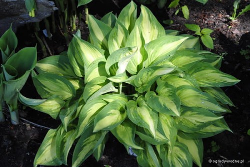 Hosta „Moonstruck” oświetlona porannym słońcem