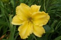 Hemerocallis "Molokai"