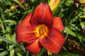 Hemerocallis „Jan Paweł II”