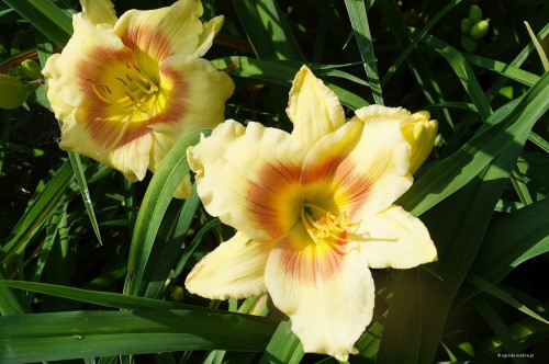 Hemerocallis ''Spits Marianne''